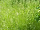 Покос травы триммером объявление продам
