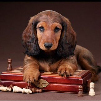 Длинношерстная такса-вязка