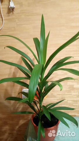 Комнатные растения цветы