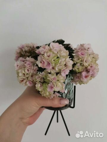 Мини фиалочка petite blarney