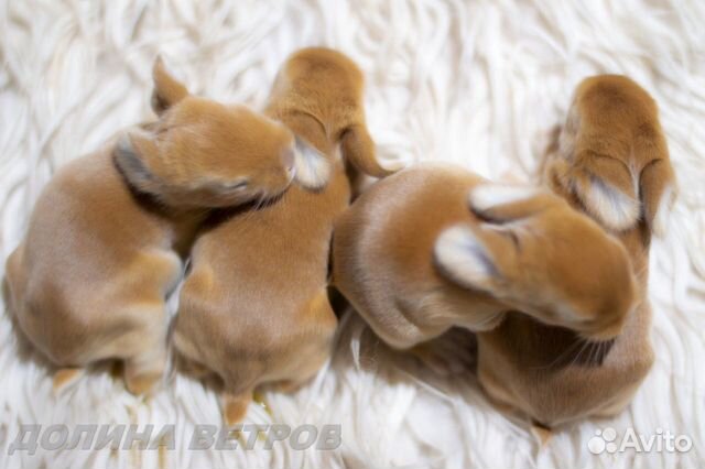 Кролики желтые мальчики минилопы