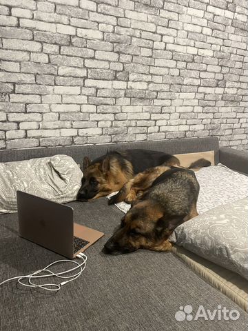 Передержка домашних животных