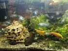 Ржачные аквариумные рыбки - Наннакара голубая