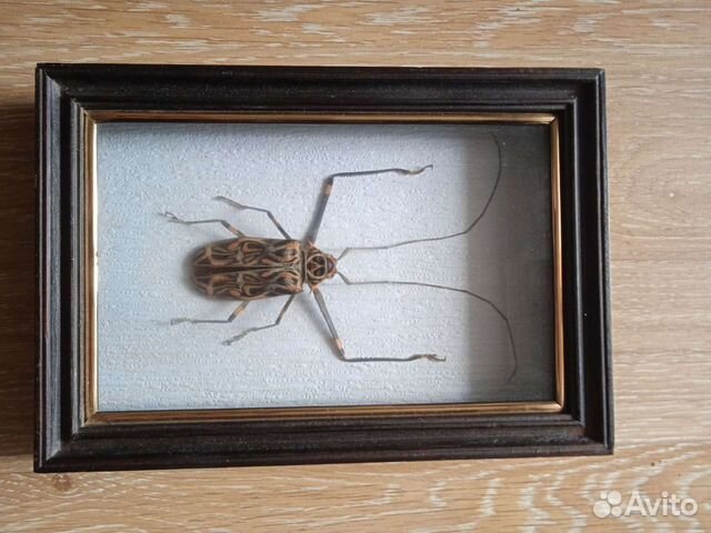 Жук Арлекин коллекционный в рамке