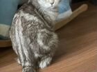 Шотландская кошка мраморная объявление продам
