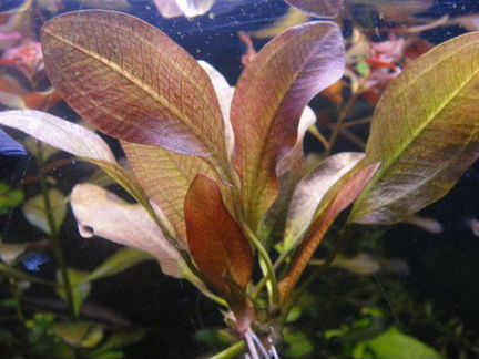 Аквариумные растения