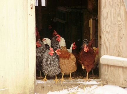 Куры несушки молодые