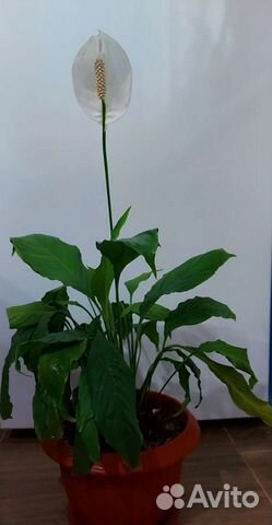 Спатифиллум