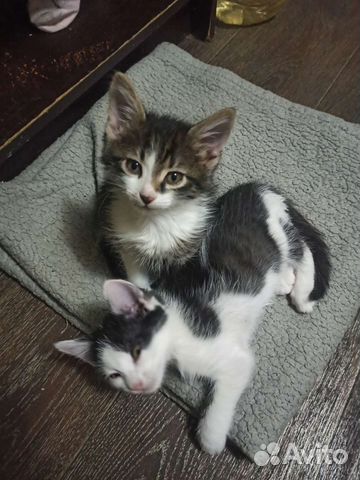 Спасённым котятам нужен дом