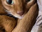 Абиссинская кошка бесплатно объявление продам