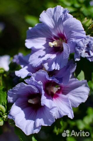 Гибискус древовидный