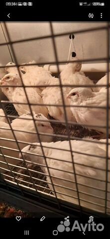 Перепела белые гиганты