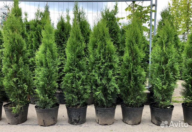 Шикарные Туи,Туя Смарагд,Туя Колумна