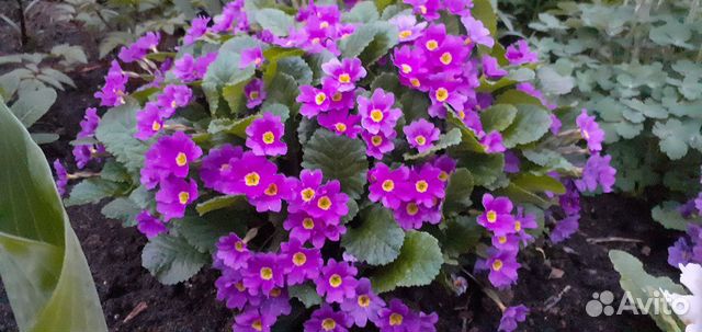 Многолетние цветы. Много