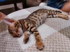 Бенгальский котенок (девочка)