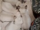 Котята сиамские отдам в добрые руки объявление продам