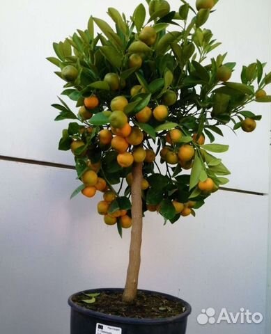 Мандарин Кумкват Лайм Лимон Лаймкват Цитрусовые