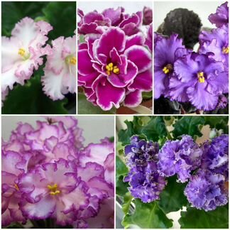 Сортовые фиалки