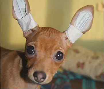 У чихуахуа не стоят уши. Уши чихуахуа. У чихуахуа не стоят уши. Подклеить ушки чихуахуа. Уши чихуахуа.