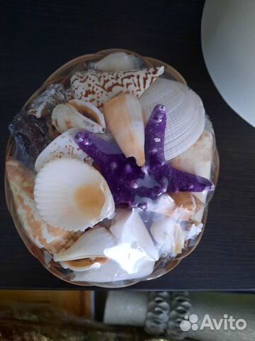 Морские ракушки