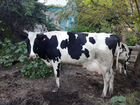 Корова голштинской породы, тёлочка объявление продам