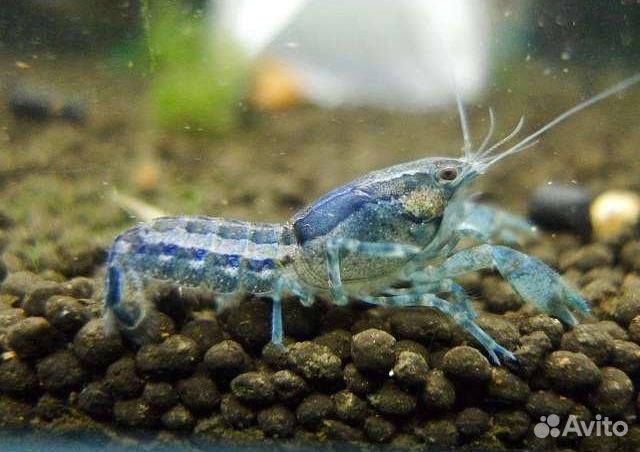 Карликовый рак. Болотный. Рак голубой. Корм. Фон