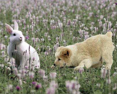 Гостиница для животных, передержка