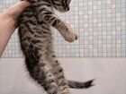 Котёнок полосатый (европейская гладкошерстная)