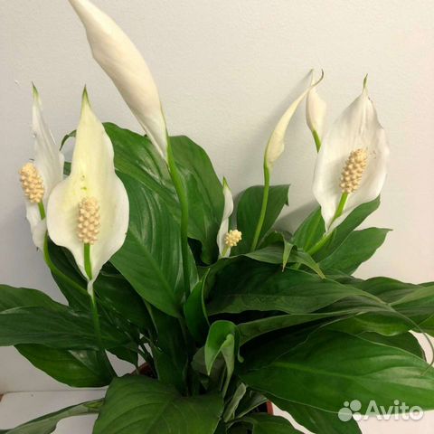 Спатифиллум (молодые растения)