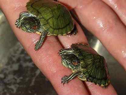 Черепахи новосибирск. Черепахи карлики брелки. Сколько стоит черепаха ну в Тюменской области в зоомагазине. Купить черепашек в зоомагазине в Самаре.