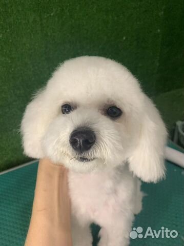 Груминг. Требуется модель