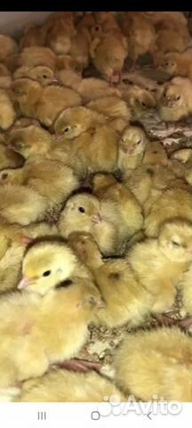 Техасский перепел