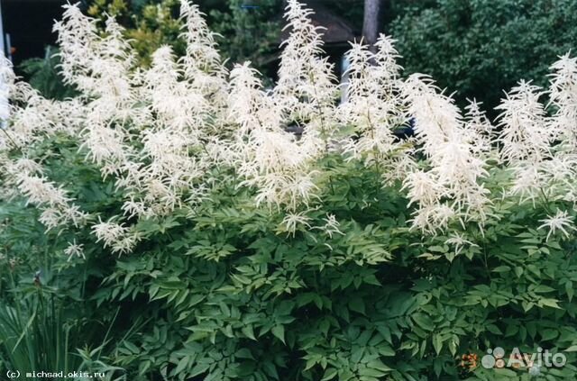 Продам садовые растения