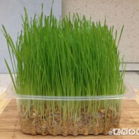 Травка в наличии для домашних любимцев