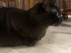 Бурманская кошка (бурма) объявление продам