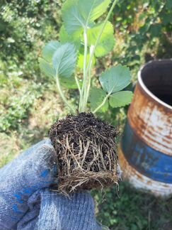 Рассада клубники Липецкая обл