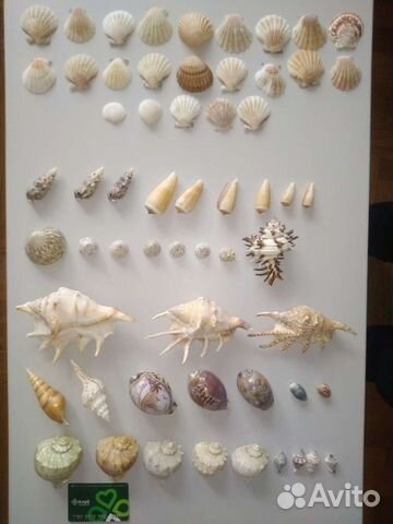 Морские ракушки