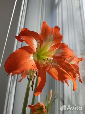 Молодой рыжий гиппеаструм