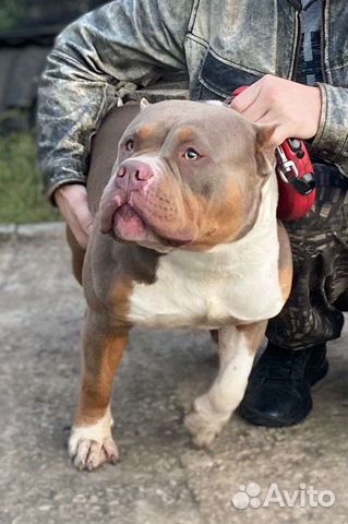 Американский булли стандарт