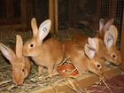 Бургунский кролики объявление продам