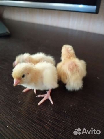 Перепела суточные доставка