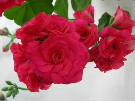 Пеларгония Bernardo