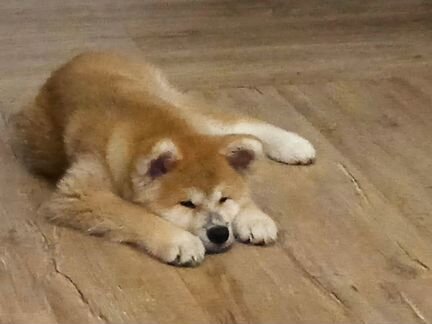 Щенок акита ину