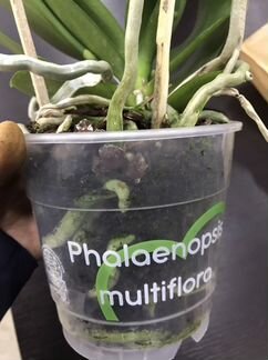 Фаленопсис мультифлора Беллинциона бабочка