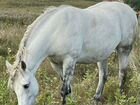 Лошадь белорусская упряжная с документами