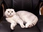 Шотландский кот на вязку объявление продам