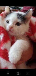 Котенок девочка, три месяца, подарок