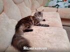 Мейн-кун чистокровные котята объявление продам
