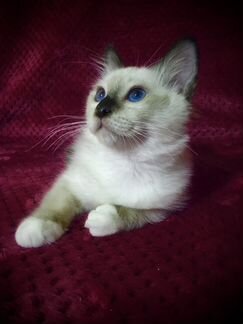Священная Бирма -Котята