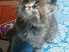 Сибирский котёнок, комочек счастья объявление продам